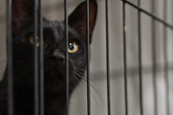 Black Cat Appreciation Day August 2024